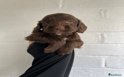 Cockapoo dogs for sale: Adorable Cockerpoo Puppies Ready - Image 11