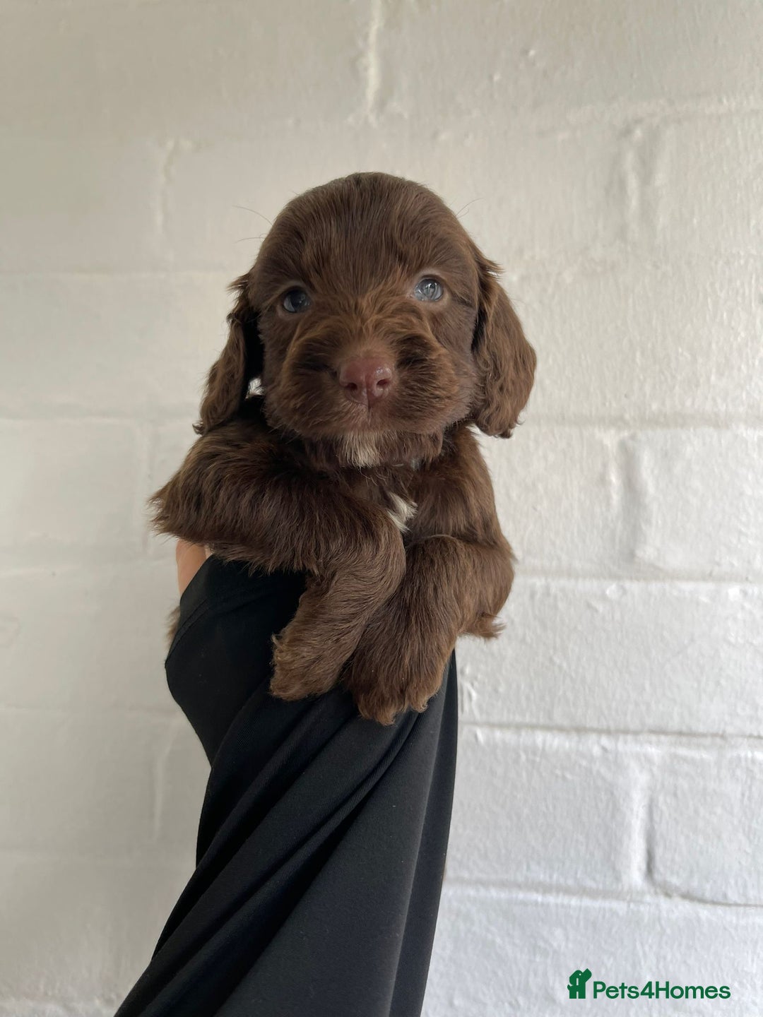Cockapoo dogs for sale: Adorable Cockerpoo Puppies Ready - Image 11