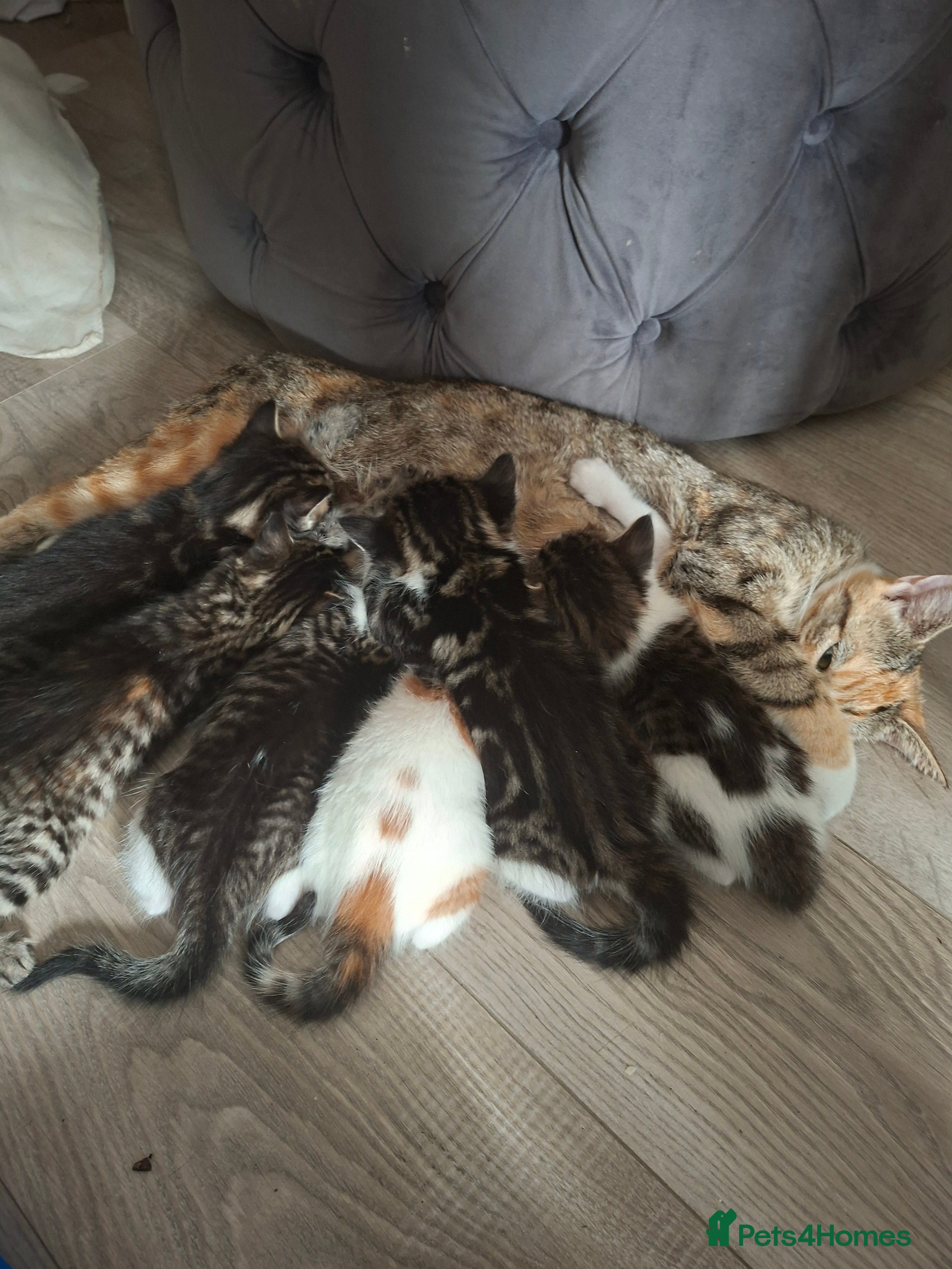 British Shorthair cats domestic kittens to sale - Advert 4