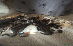 British Shorthair cats for sale: domestic kittens to sale - Image 1