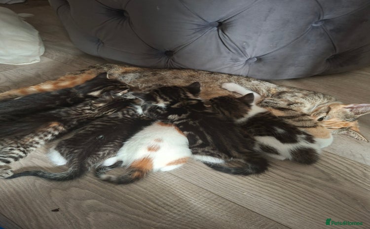 British Shorthair cats - Advert 1