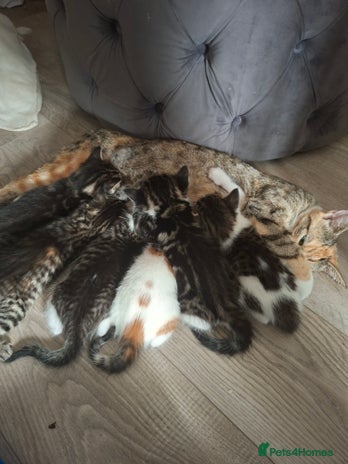 British Shorthair cats - Advert 1