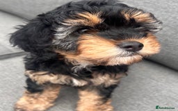 Cavapoo dogs for sale: REDUCED 🌟FEMALE F1B CAVAPOO  STUNNING PUPPY - Image 1