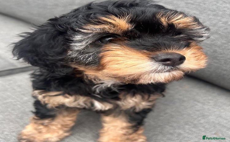 Cavapoo dogs - Advert 4