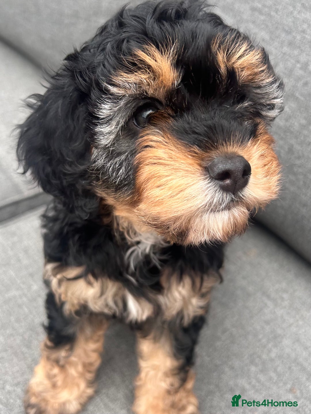 Cavapoo dogs for sale: REDUCED 🌟FEMALE F1B CAVAPOO  STUNNING PUPPY - Image 1