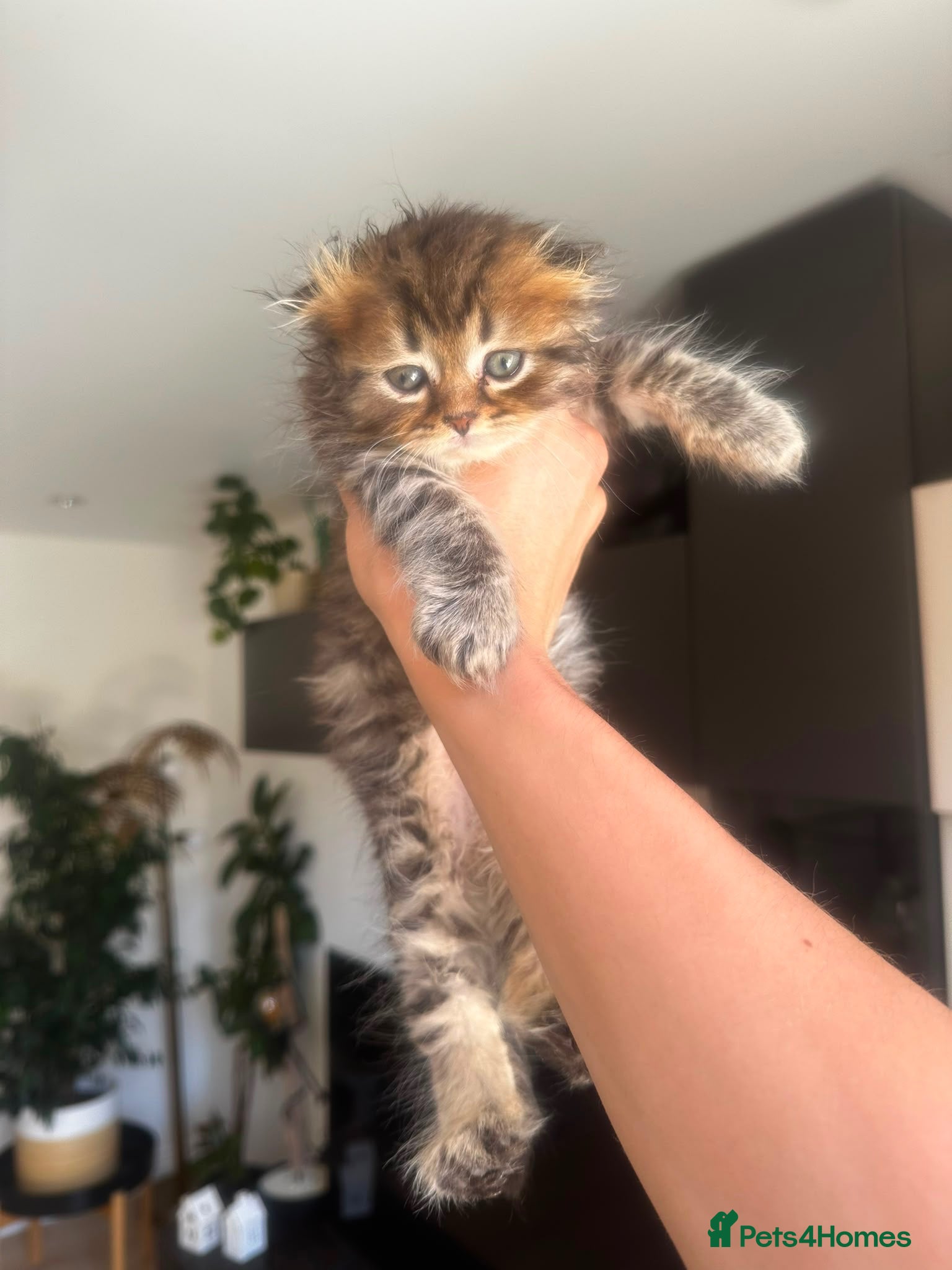 Scottish Fold cats Scottish Kittens Looking for Loving Homes - Advert 1