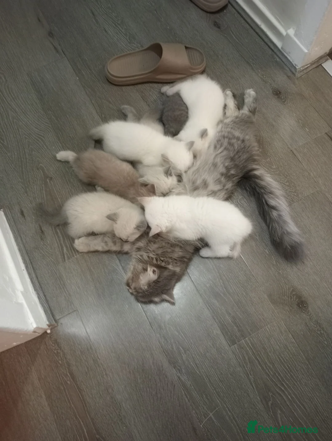 Ragdoll cats for sale: Kittens ready to go - Advert 8