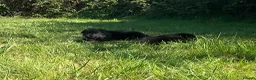 German Shepherd dogs for sale: Quality Litter of GSD (All has now been reserved) - Advert 19