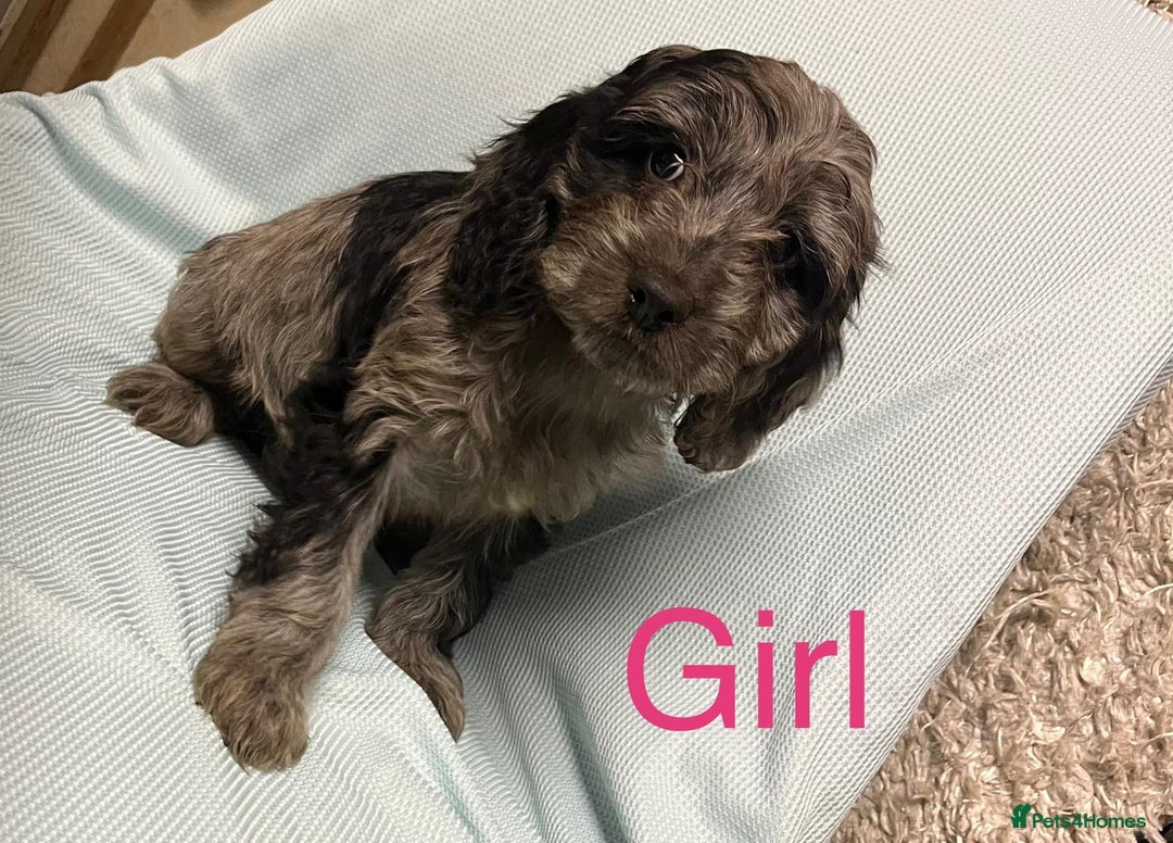 Cockapoo dogs for sale: Ready now unusual all types of colours - Advert 6