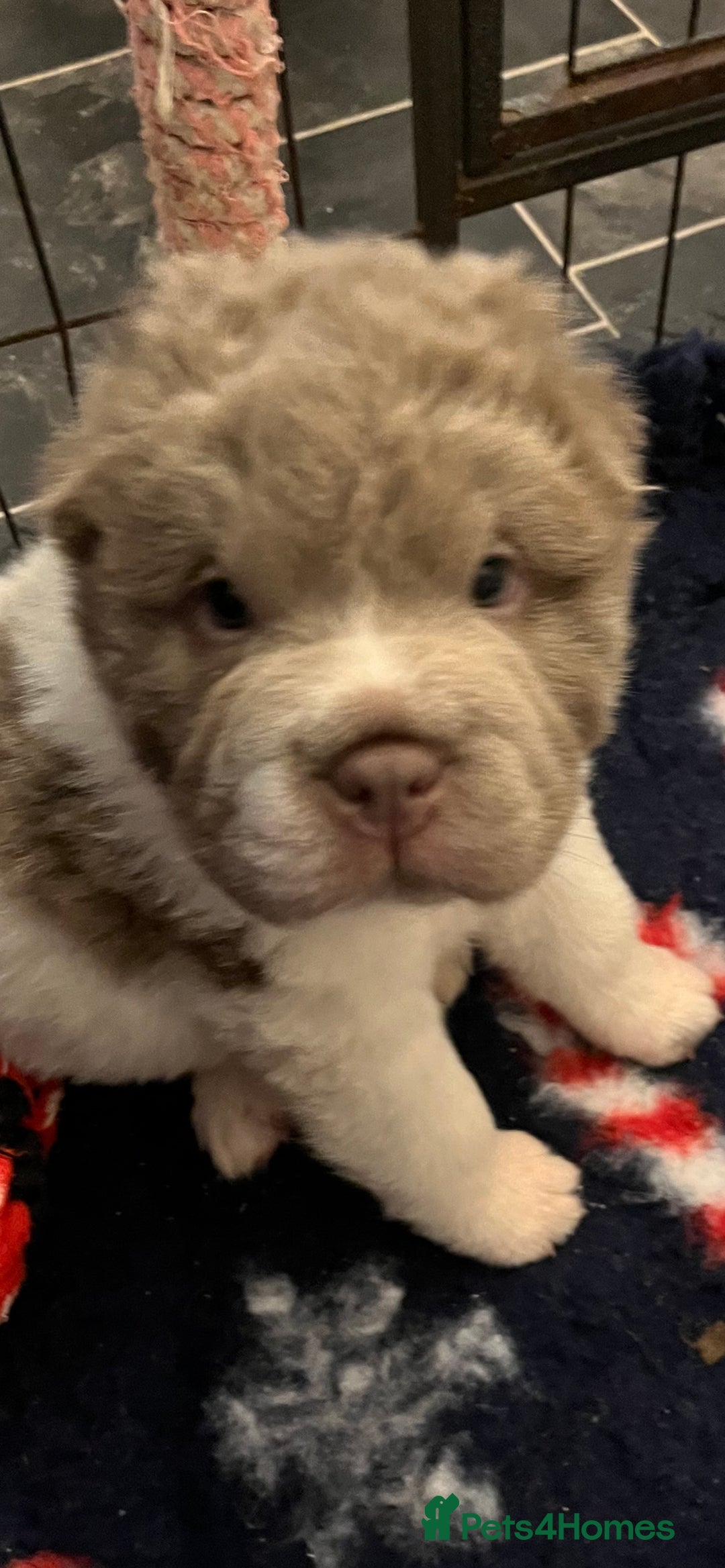 Shar Pei dogs for stud: lilac flower bear coat stud kc reg proven  in Sunderland - Image 14