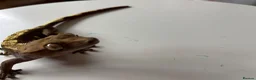 Gecko reptiles for sale: Gecko, vivarium, lights and heater for sale - Advert 5
