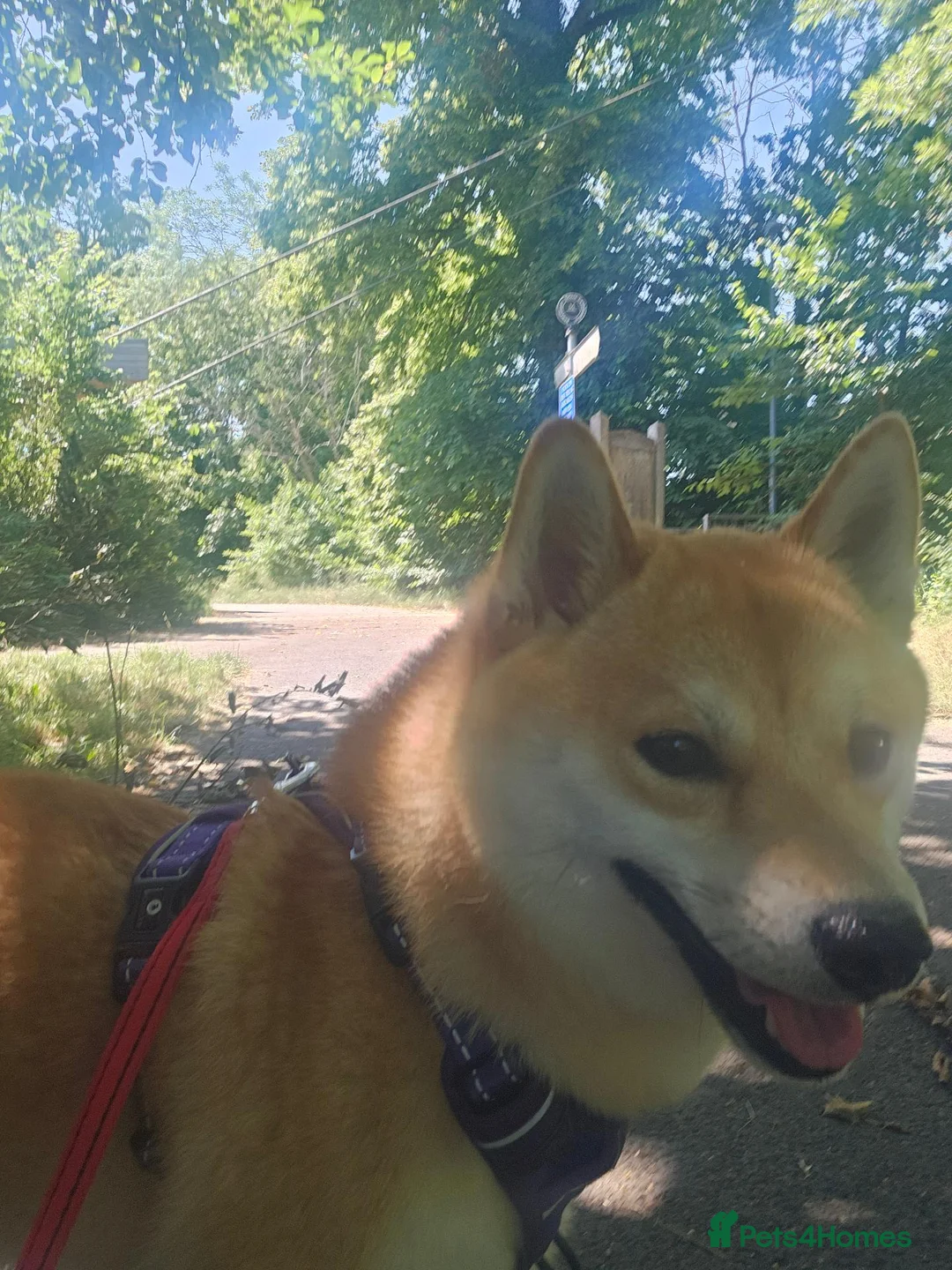 Japanese Shiba Inu dogs for sale: Japenese Shiba Inu in Broadstairs - Advert 2