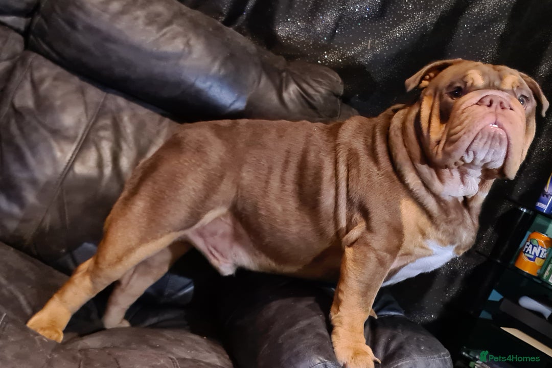 English Bulldog dogs for stud: Dog for stud in Dagenham - Advert 20