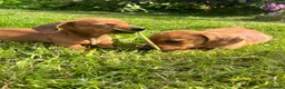 Miniature Dachshund dogs for sale: Kc reg pra clear - Advert 2