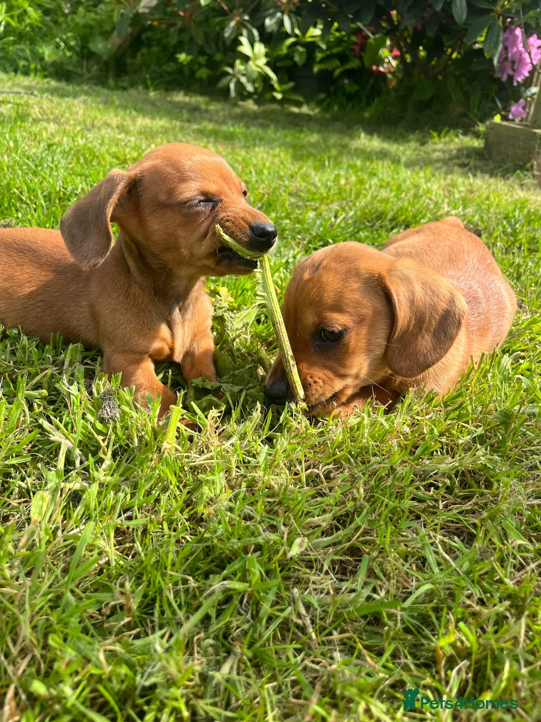 Miniature Dachshund dogs for sale: Kc reg pra clear - Advert 2