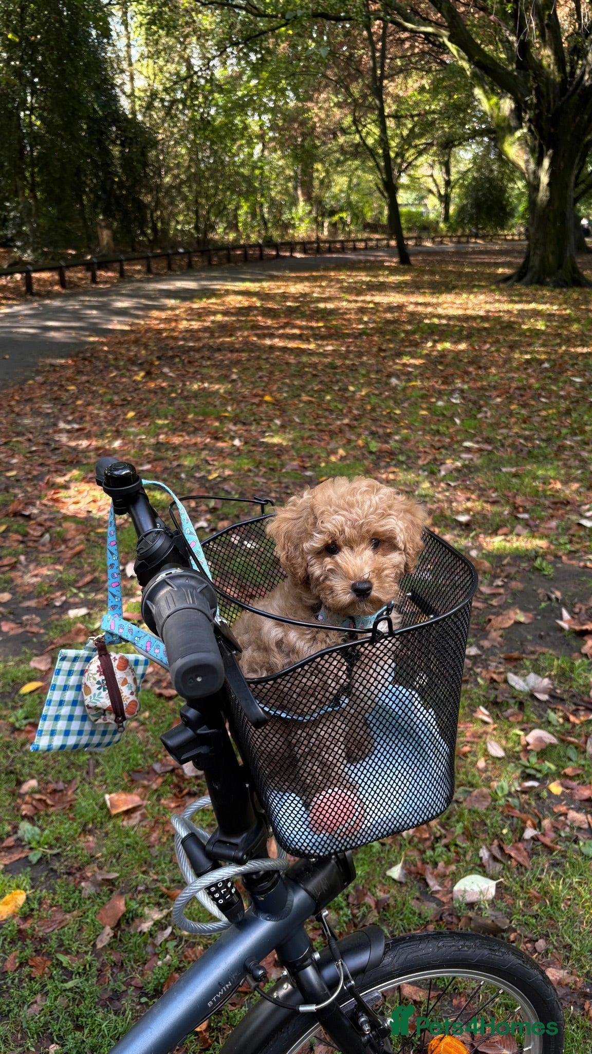 Cavapoo dogs Muffin - Advert 5