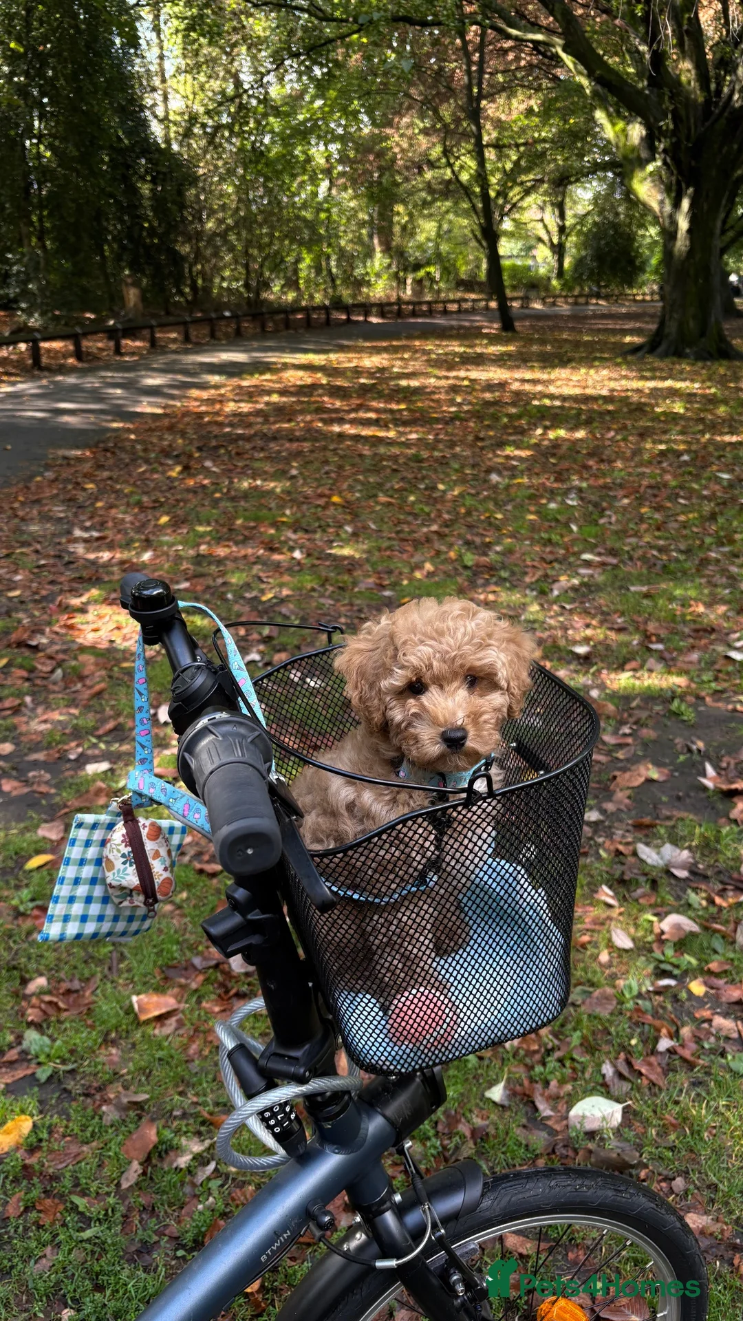 Cavapoo dogs for sale: Muffin - Advert 1