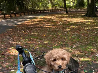 Cavapoo dogs Muffin - Advert 5