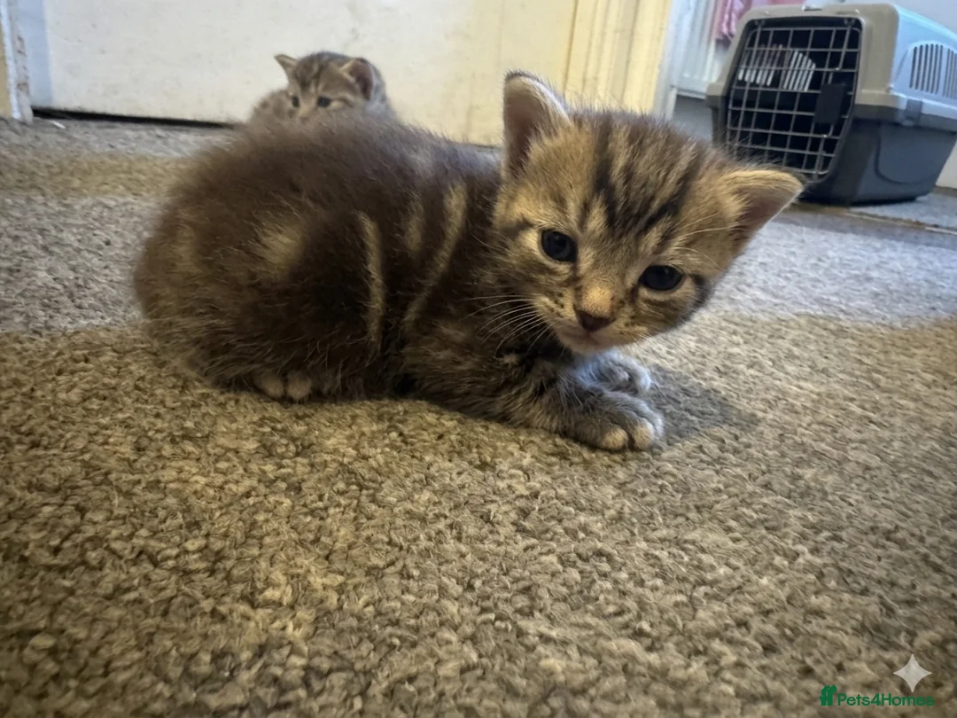 Mixed Breed cats for sale: Stunning Mixed Breed Kittens – Ready June 23rd🐾🐾 - Advert 2