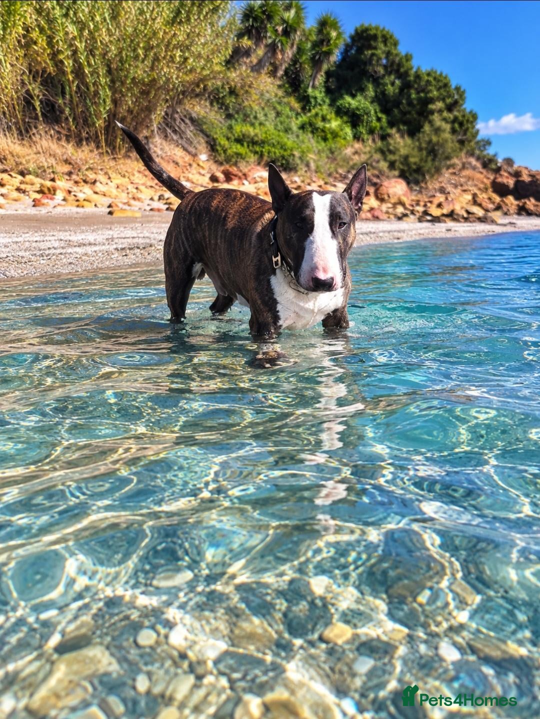 English Bull Terrier dogs Cute boy  - Advert 6
