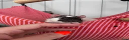 Rat rodents for sale: Fancy x dumbo rats - Advert 6