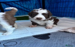 Bearded Collie dogs for sale: Bearded cross x border collie puppies  - Advert 3