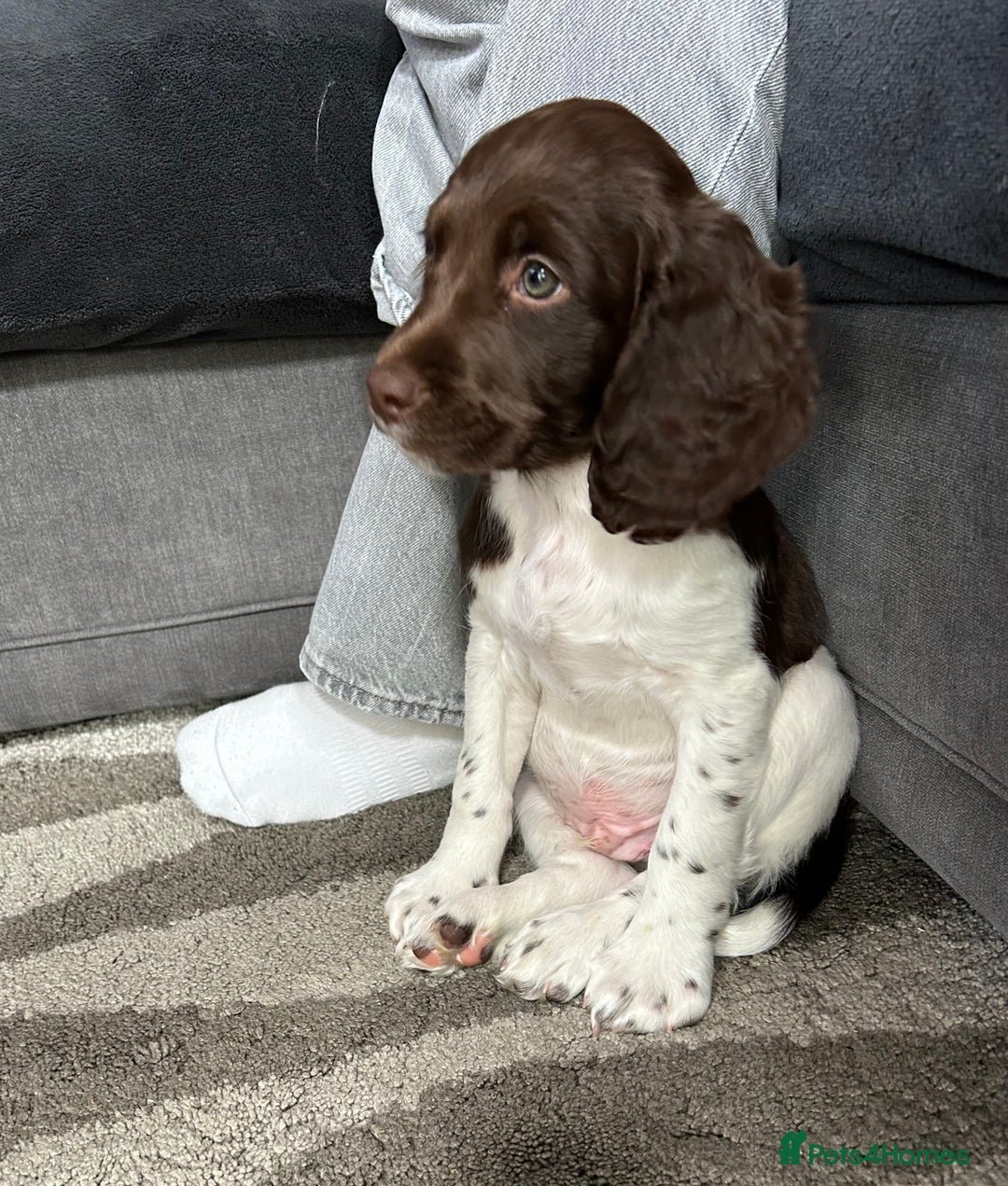 English Springer Spaniel dogs for sale: Reggie the 6 month springer spaniel  - Image 11