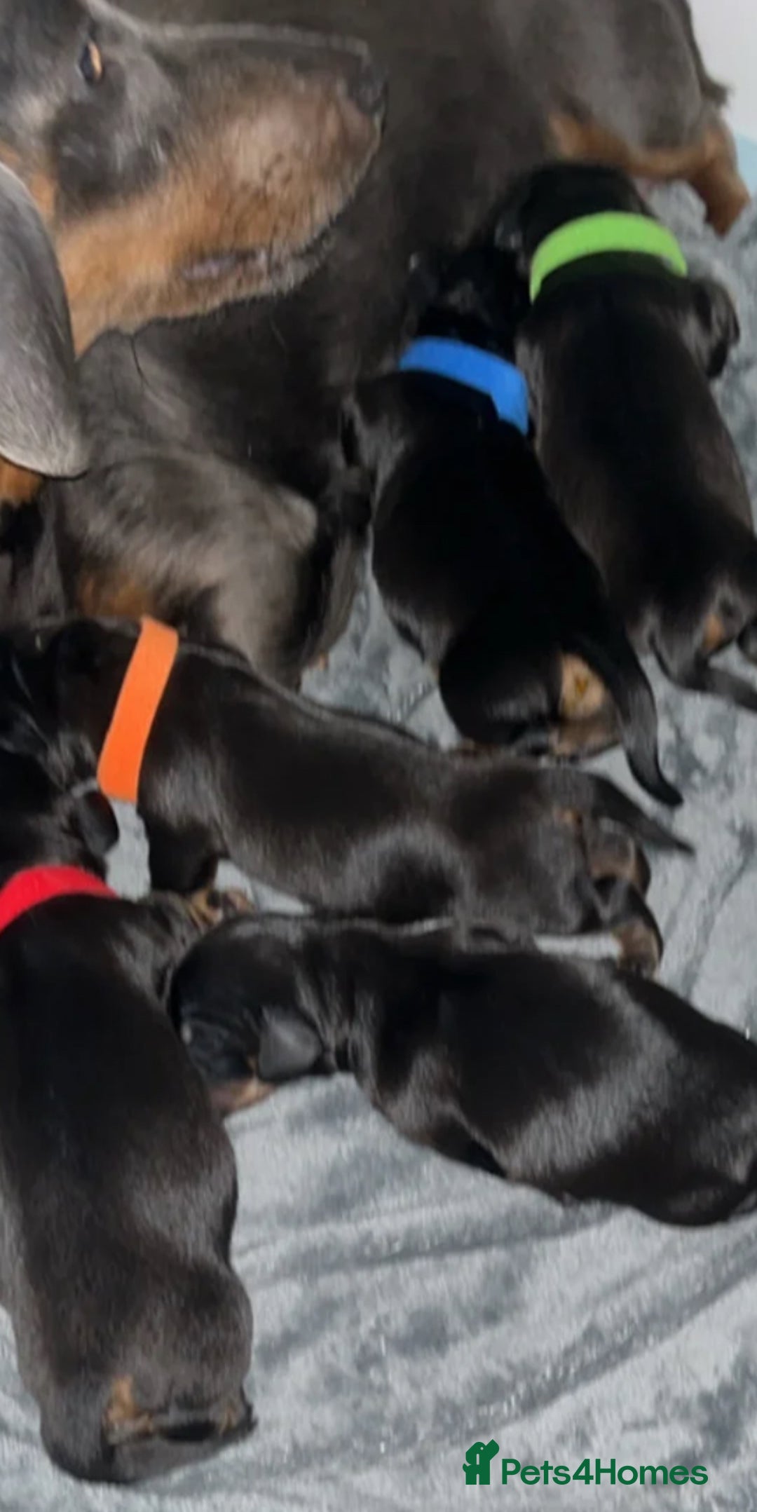 Miniature Dachshund dogs for sale: Miniature Dachshund Puppies - Advert 5