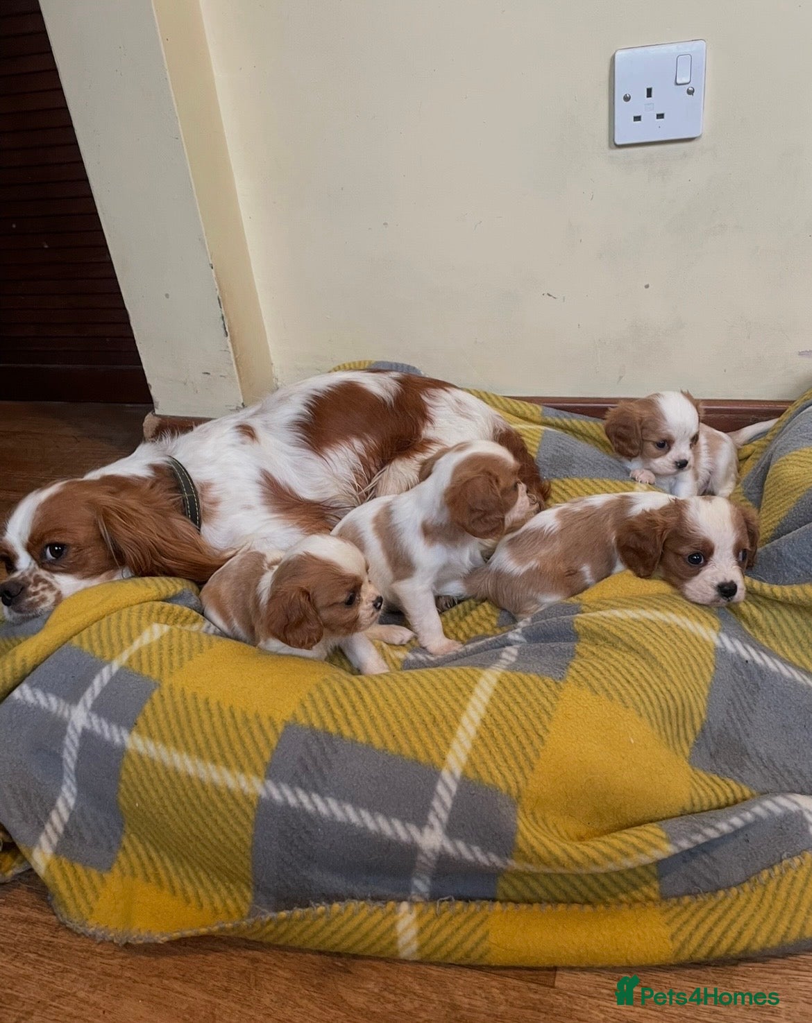 Cavalier King Charles Spaniel dogs for sale: Cavalier King Charles Puppies - Advert 18