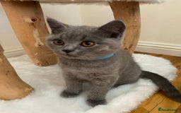British Shorthair cats for sale: British Shorthair kittens, GCCF Certificate  in Dundee - Image 19