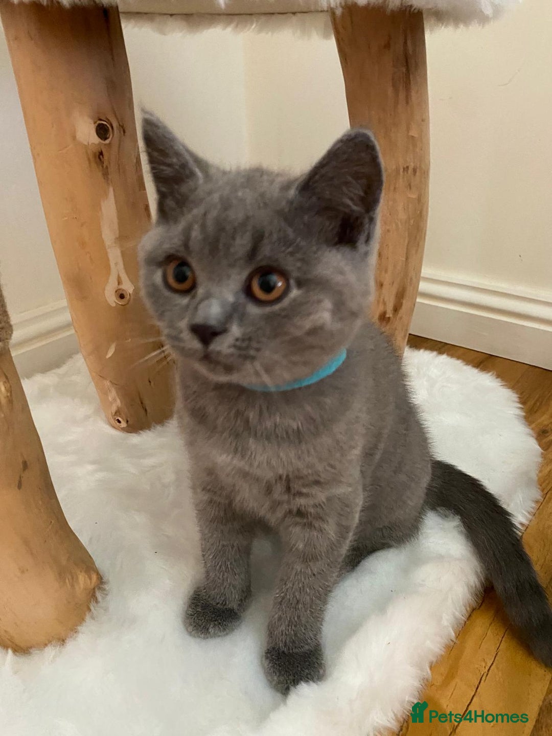 British Shorthair cats for sale: British Shorthair kittens, GCCF Certificate  in Dundee - Image 19