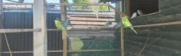 Budgerigars birds for sale: Aviary budgies for sale  - Advert 1