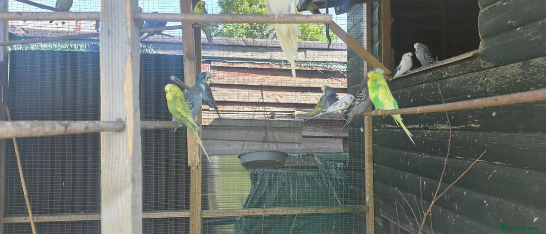 Budgerigars birds for sale: Aviary budgies for sale  - Advert 1