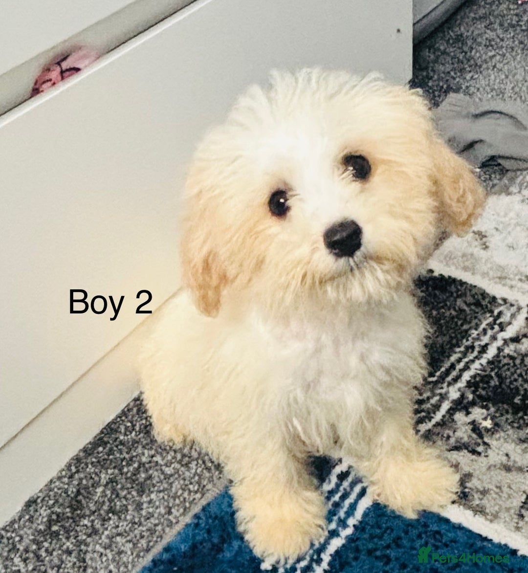 Mixed Breed dogs for sale:  Adorable Cavapoochon puppies ready for new home in Wolverhampton - Image 1