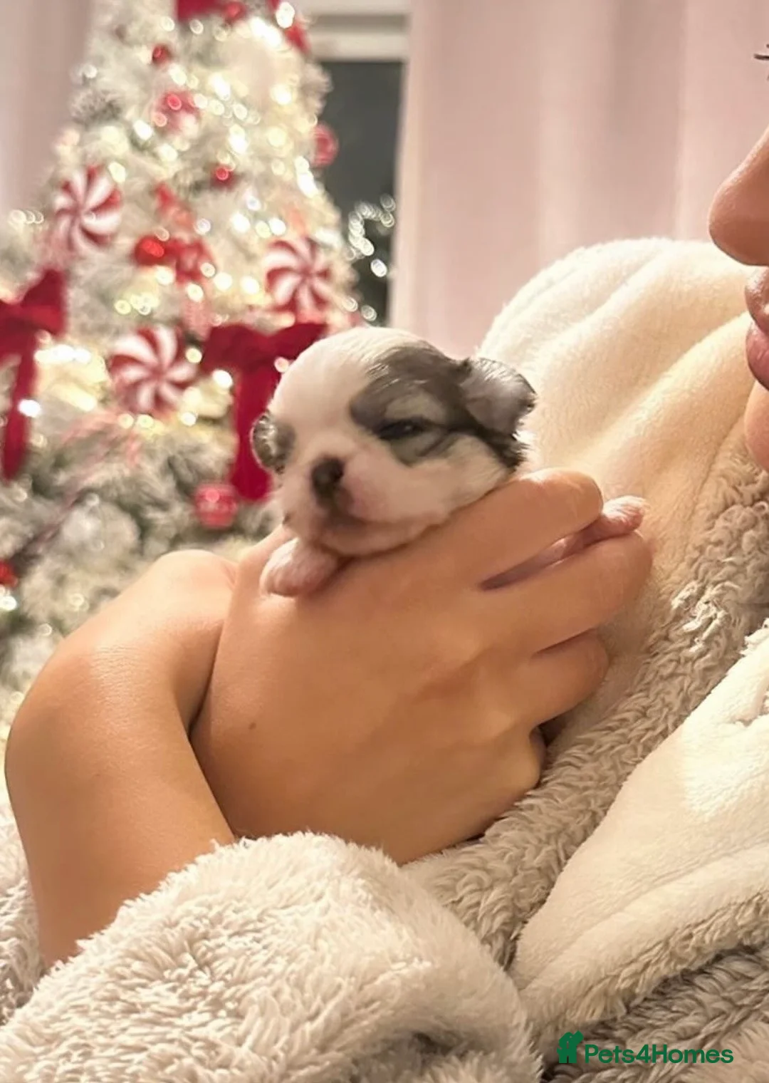 Chihuahua dogs for sale: Long Coat Chihuahua Boys Outstanding Quality ⭐️ - Advert 7