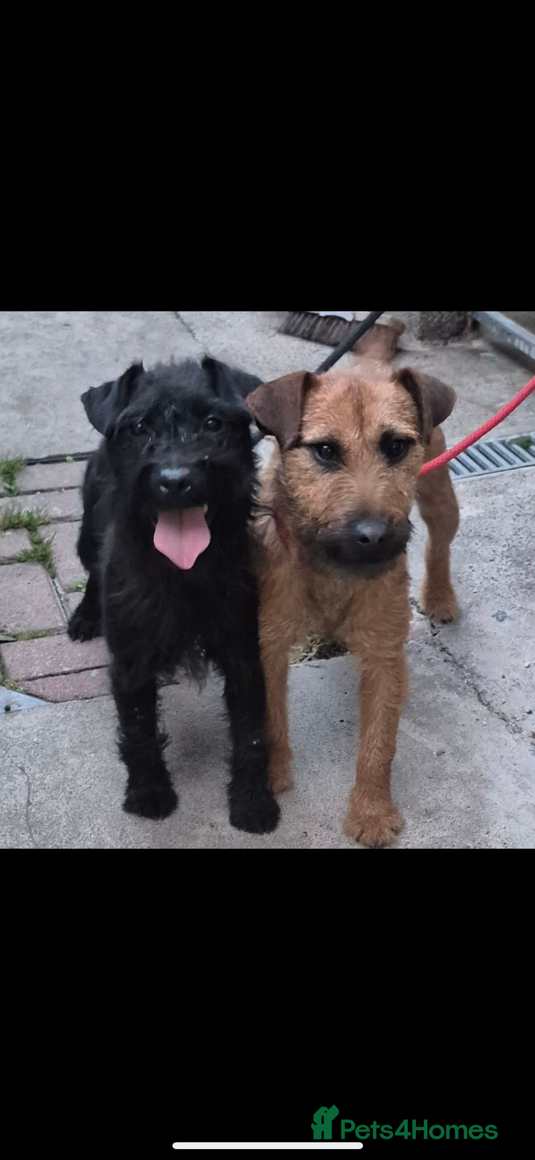 Patterdale Terrier dogs for sale: Patterdale terriers  - Advert 1