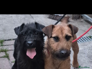 Patterdale Terrier dogs Patterdale terriers - Advert 1