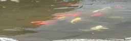Koi Carp fish for sale: Selection of fish - Advert 1