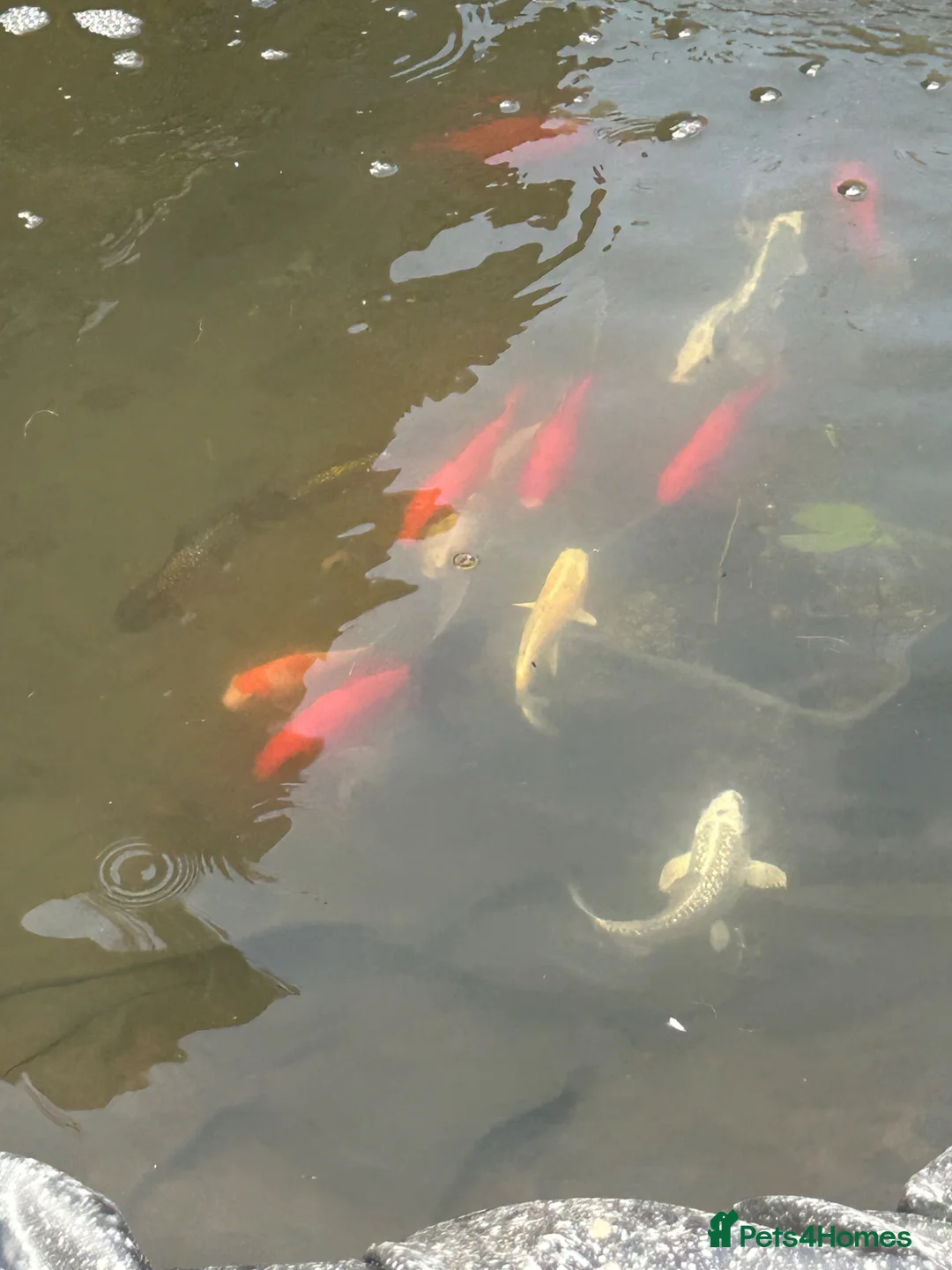 Koi Carp fish for sale: Selection of fish - Advert 1