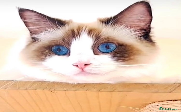 Ragdoll cats - Advert 2