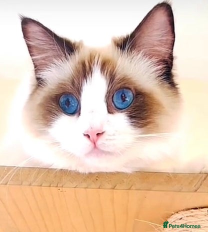 Ragdoll cats - Advert 1