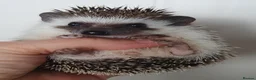 Pygmy Hedgehog rodents for sale: Full pedigree African pygmy hedgehog babies  - Advert 13