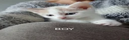 Mixed Breed cats for sale: Kittens looking for there forever homes. - Advert 15