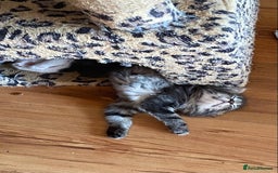 British Shorthair cats for sale: Ready for a loving home now  - Image 19