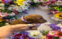 Cavapoo dogs for sale: STUNNING DEEP RED CAVAPOO PUPPIES  - Image 31