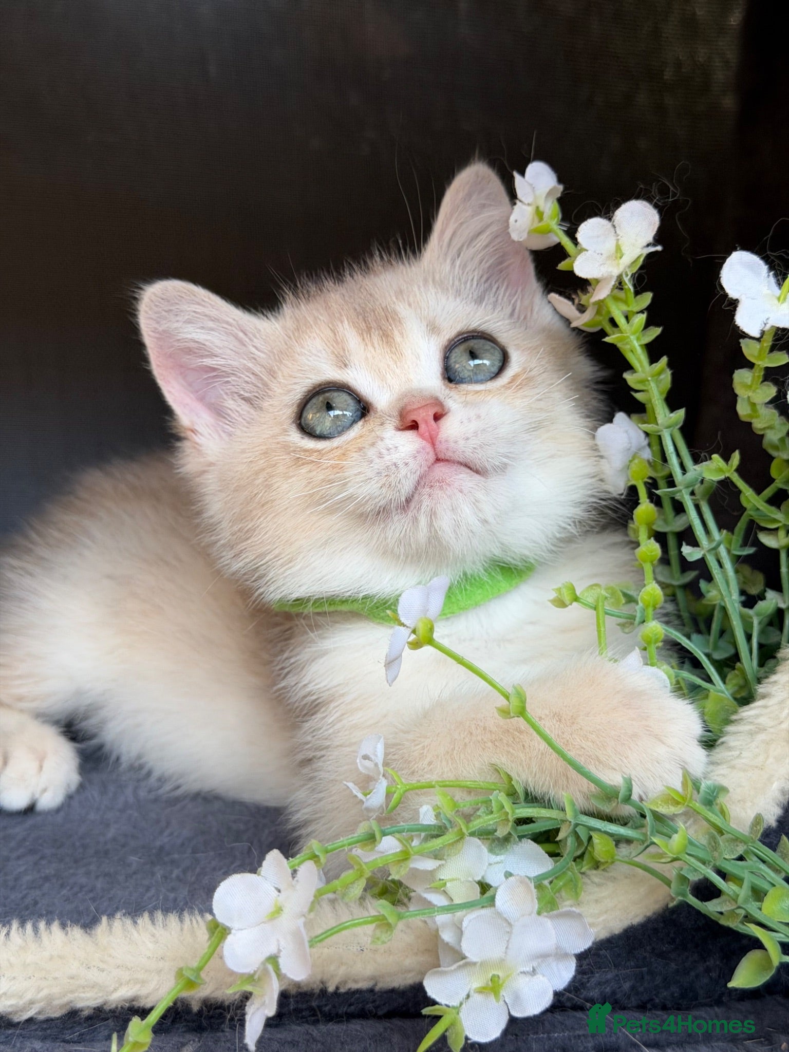British Shorthair cats British shorthair blue/black golden kittens GCCF  - Advert 6
