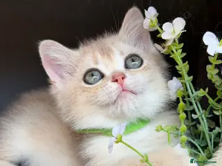 British Shorthair cats British shorthair blue/black golden kittens GCCF - Advert 2