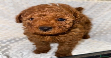 Toy Poodle dogs - Advert 10