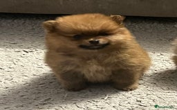 Pomeranian dogs for sale: Pom puppies - Image 7