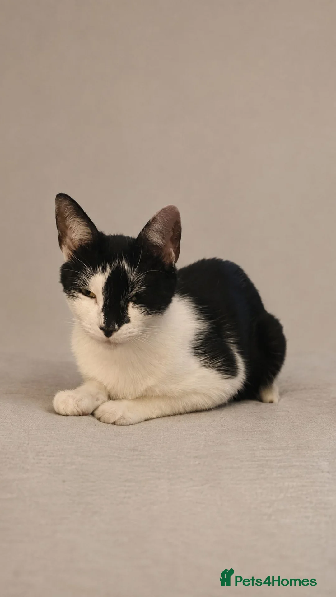 Mixed Breed cats for sale: 5 star homes wanted before I become crazy cat lady - Advert 2